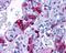 PACAP Receptor Type 1 antibody, NLS946, Novus Biologicals, Immunohistochemistry paraffin image 