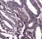 Bromodomain Containing 7 antibody, PA5-78884, Invitrogen Antibodies, Immunohistochemistry frozen image 