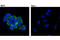 RAB25, Member RAS Oncogene Family antibody, 13048T, Cell Signaling Technology, Immunofluorescence image 