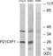 p21 antibody, LS-B9242, Lifespan Biosciences, Western Blot image 