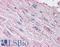 Endothelin Receptor Type A antibody, LS-A4067, Lifespan Biosciences, Immunohistochemistry frozen image 
