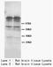 Dopamine Receptor D1 antibody, AP23315PU-N, Origene, Western Blot image 