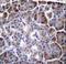Myosin Binding Protein H Like antibody, LS-C164696, Lifespan Biosciences, Immunohistochemistry frozen image 