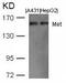 c-met antibody, GTX50668, GeneTex, Western Blot image 
