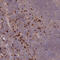 Macrophage Expressed 1 antibody, HPA046801, Atlas Antibodies, Immunohistochemistry frozen image 