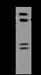 Uncharacterized glycosyltransferase AGO61 antibody, 205732-T36, Sino Biological, Western Blot image 