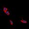 L1 Cell Adhesion Molecule antibody, orb315797, Biorbyt, Immunofluorescence image 