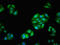 Fascin Actin-Bundling Protein 1 antibody, orb401036, Biorbyt, Immunofluorescence image 