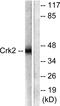 CRK Proto-Oncogene, Adaptor Protein antibody, LS-C117559, Lifespan Biosciences, Western Blot image 
