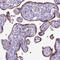Disintegrin and metalloproteinase domain-containing protein 12 antibody, HPA030868, Atlas Antibodies, Immunohistochemistry frozen image 