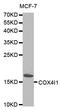 Cytochrome C Oxidase Subunit 4I1 antibody, TA332395, Origene, Western Blot image 