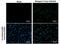 Dengue Virus E antibody, MA5-17291, Invitrogen Antibodies, Immunofluorescence image 