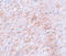 Doublecortin Like Kinase 2 antibody, A09671-1, Boster Biological Technology, Immunohistochemistry frozen image 