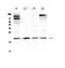 Interleukin 22 antibody, A00963-2, Boster Biological Technology, Western Blot image 