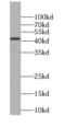 Interleukin enhancer-binding factor 2 antibody, FNab05687, FineTest, Western Blot image 
