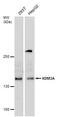 Lysine Demethylase 3A antibody, GTX129046, GeneTex, Western Blot image 