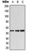 Serine/Threonine Kinase 11 antibody, orb224017, Biorbyt, Western Blot image 