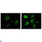 TYRO3 Protein Tyrosine Kinase antibody, LS-C812858, Lifespan Biosciences, Immunofluorescence image 
