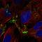 Adenosine A1 Receptor antibody, HPA044383, Atlas Antibodies, Immunofluorescence image 