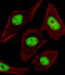 Cytokine receptor-like factor 1 antibody, orb314393, Biorbyt, Immunofluorescence image 