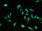 Protein VAC14 homolog antibody, orb47615, Biorbyt, Immunofluorescence image 