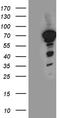 Nuclear Factor I A antibody, LS-C798893, Lifespan Biosciences, Western Blot image 