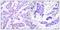 ATF4 antibody, TA313483, Origene, Immunohistochemistry frozen image 