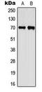 Centrosomal protein of 70 kDa antibody, LS-C354204, Lifespan Biosciences, Western Blot image 