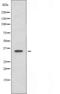 Vasopressin V2 receptor antibody, orb227661, Biorbyt, Western Blot image 