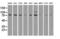 B-Raf Proto-Oncogene, Serine/Threonine Kinase antibody, GTX84812, GeneTex, Western Blot image 