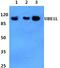 Ubiquitin Like Modifier Activating Enzyme 7 antibody, PA5-75188, Invitrogen Antibodies, Western Blot image 