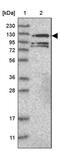 SEC14-like protein 1 antibody, PA5-54415, Invitrogen Antibodies, Western Blot image 