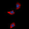 Gap Junction Protein Alpha 1 antibody, abx121961, Abbexa, Western Blot image 