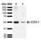 Mitogen-activated protein kinase 3 antibody, LS-C776543, Lifespan Biosciences, Western Blot image 