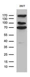Coiled-coil domain-containing protein 22 antibody, M08439, Boster Biological Technology, Western Blot image 
