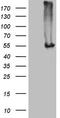 Asparaginyl-TRNA Synthetase 2, Mitochondrial antibody, CF806502, Origene, Western Blot image 
