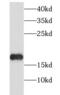 Histone H3.3 antibody, FNab03888, FineTest, Western Blot image 