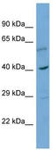Calregulin antibody, TA344448, Origene, Western Blot image 