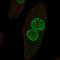 Zona Pellucida Like Domain Containing 1 antibody, HPA077519, Atlas Antibodies, Immunocytochemistry image 