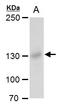 Rubicon Autophagy Regulator antibody, GTX129096, GeneTex, Western Blot image 