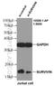 Survivin antibody, 10508-1-AP, Proteintech Group, Western Blot image 