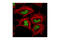 Histone H3 antibody, 9733S, Cell Signaling Technology, Immunofluorescence image 