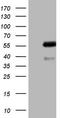 Protein kinase B antibody, TA806076, Origene, Western Blot image 