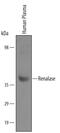Renalase, FAD Dependent Amine Oxidase antibody, AF5350, R&D Systems, Western Blot image 