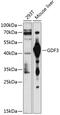 Growth Differentiation Factor 3 antibody, 18-795, ProSci, Western Blot image 