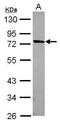 PWWP Domain Containing 3B antibody, PA5-31702, Invitrogen Antibodies, Western Blot image 