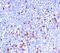 Immunoglobulin Kappa Constant antibody, AM50290PU-S, Origene, Immunohistochemistry paraffin image 