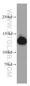 Leucine Rich Pentatricopeptide Repeat Containing antibody, 21175-1-AP, Proteintech Group, Western Blot image 