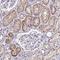 Estrogen-related receptor gamma antibody, HPA044678, Atlas Antibodies, Immunohistochemistry paraffin image 