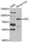 Histidine Decarboxylase antibody, abx004185, Abbexa, Western Blot image 